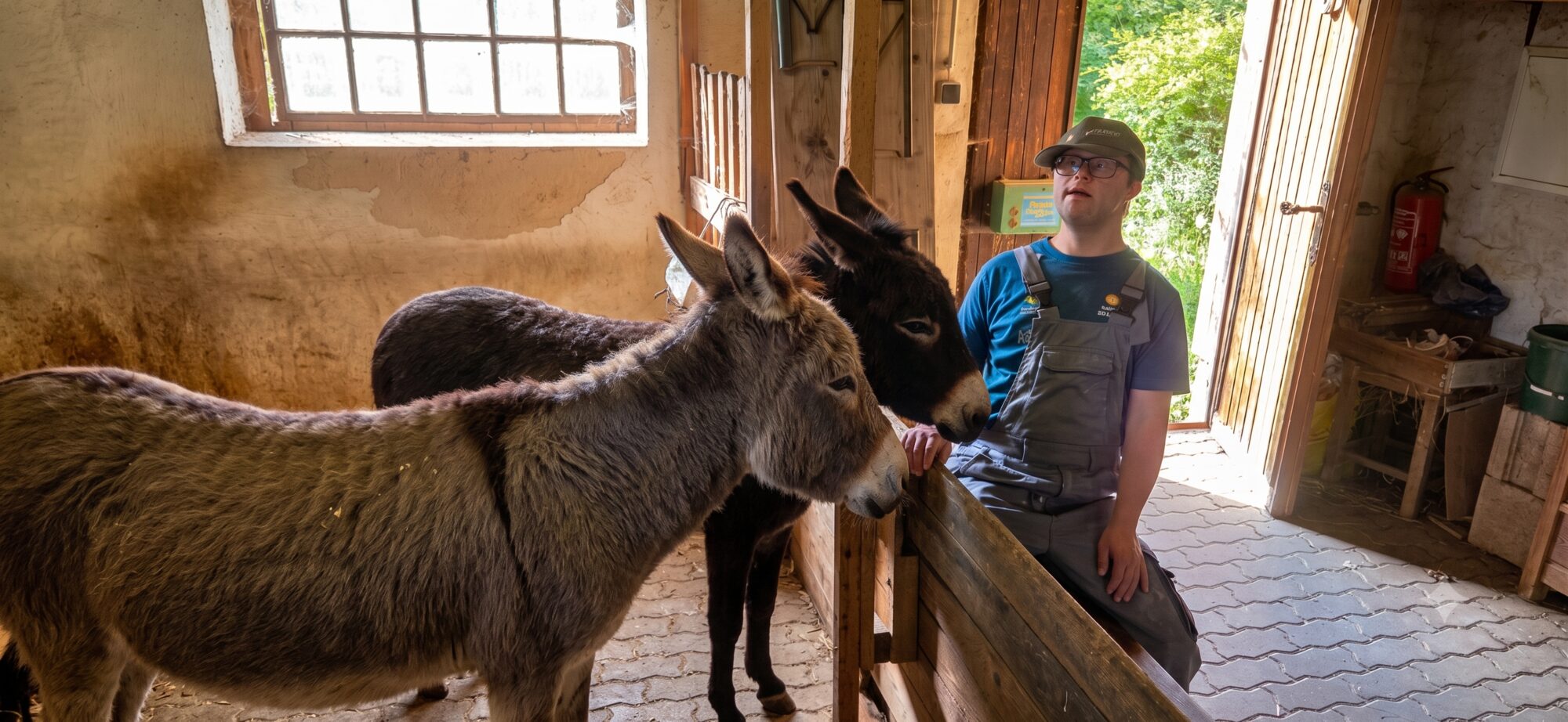 Tobi mit den Eseln Leni und Fiona im Stall